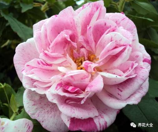 最美的十款月季品种推荐 (十种绝美的月季)