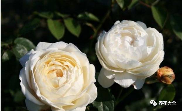 最美的十款月季品种推荐 (十种绝美的月季)