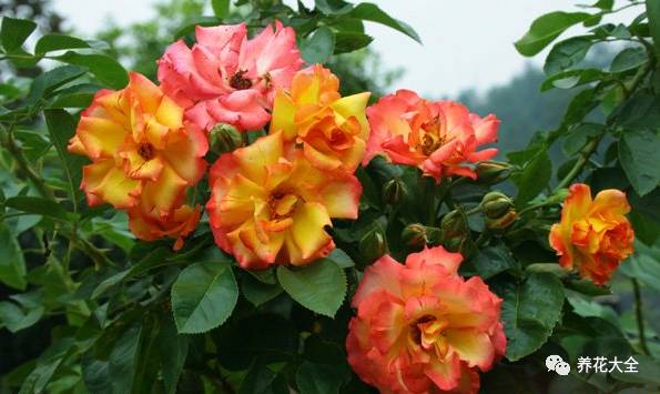 最美的十款月季品种推荐 (十种绝美的月季)