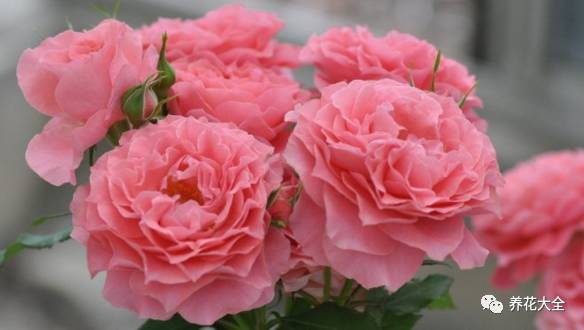 最美最高端的30款月季 (十种绝美的月季)