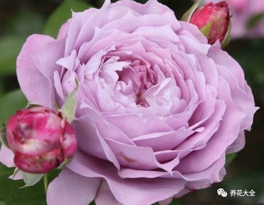 最美最高端的30款月季 (十种绝美的月季)