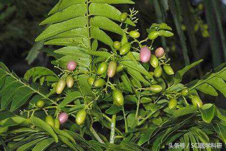 科研新发现：吃肉桂可以提高人的学习能力