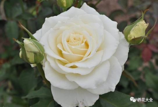 最美最高端的30款月季 (十种绝美的月季)