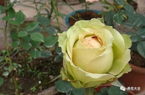 最美的十款月季品种推荐 (十种绝美的月季)