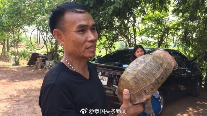 泰国乌隆府发现神奇的“崇迪龟” 佛牌商登门开出50万高价