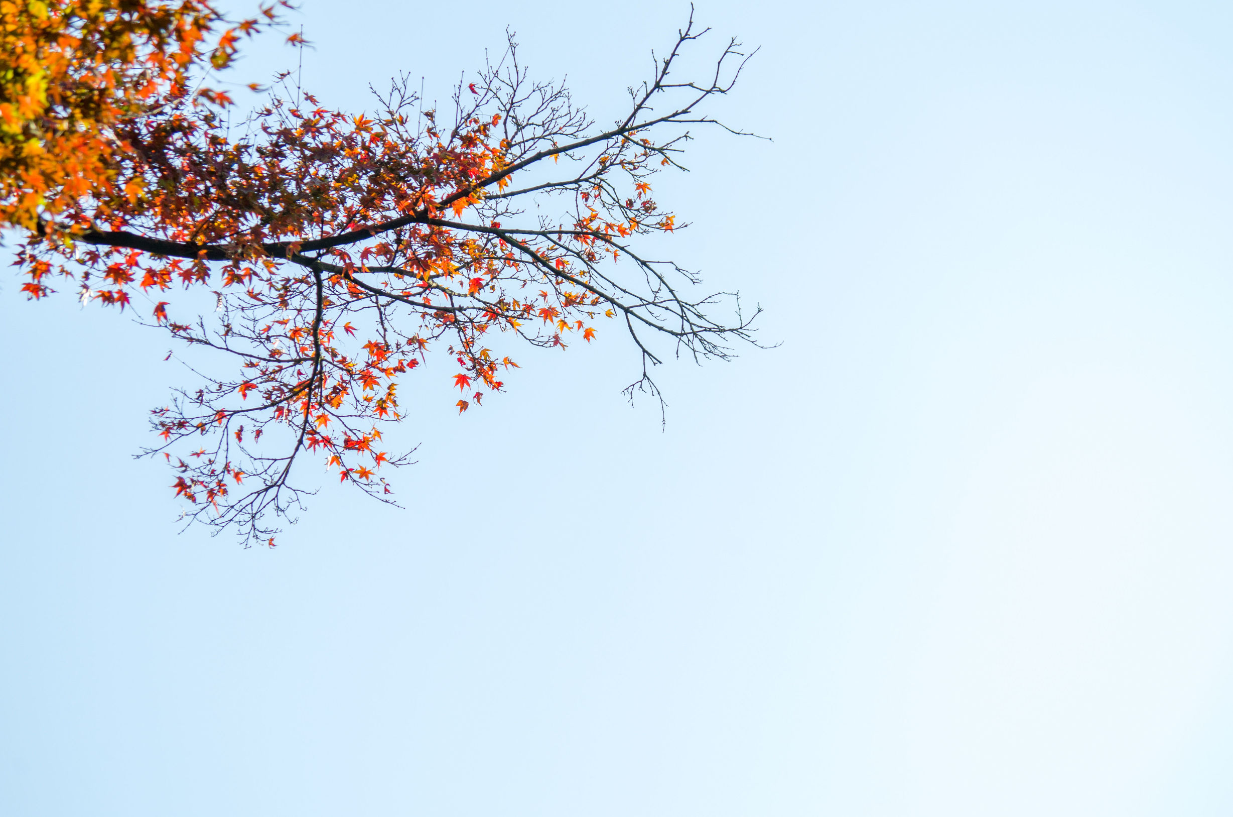 摄影小白推荐相机300左右,拍照好的长焦镜头推荐