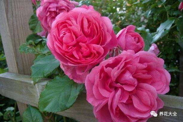 最美最高端的30款月季 (十种绝美的月季)