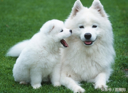 世界名犬拉布拉多犬,世界名犬萨摩耶