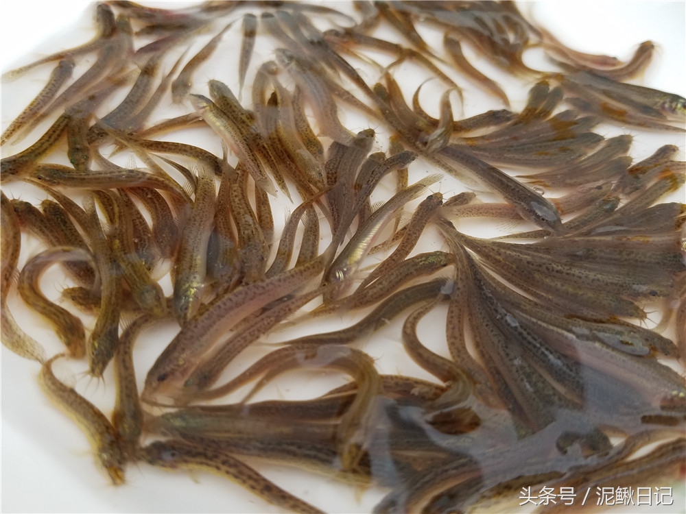 今年泥鳅市场价能卖多少元一斤,泥鳅什么价格行情最好