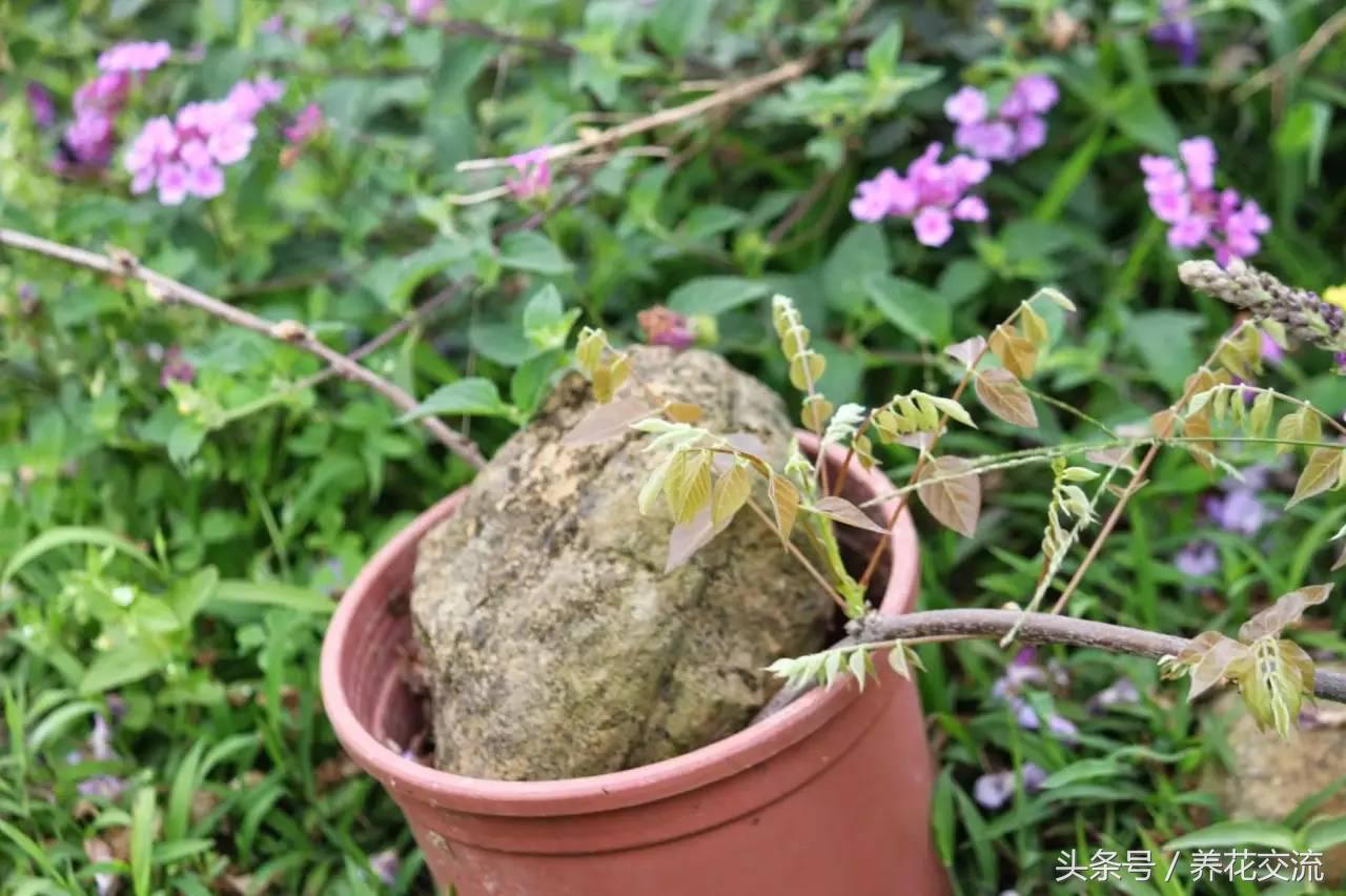 把枝条压进土壤怎么办,把枝条压进土里生根