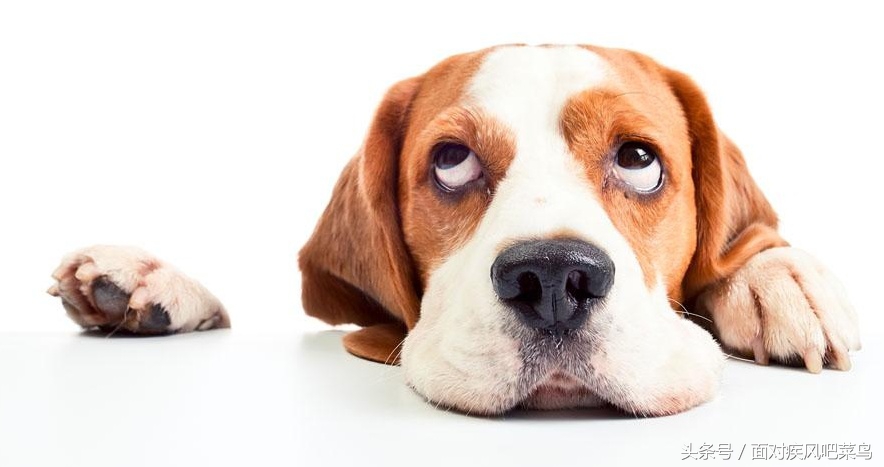 世界十大猛犬藏獒仅排第二,世界十大猛犬中国藏獒只排第二