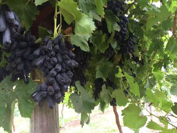 澳洲金手指黑提功效,澳洲金手指无籽黑提