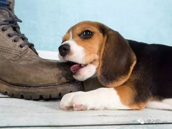 狗狗磨牙啃胡萝卜,狗狗磨牙期咬人怎么办