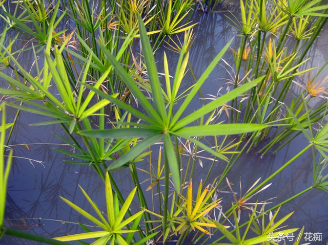 家养水竹如何做造型,水竹一棵会越长越多吗