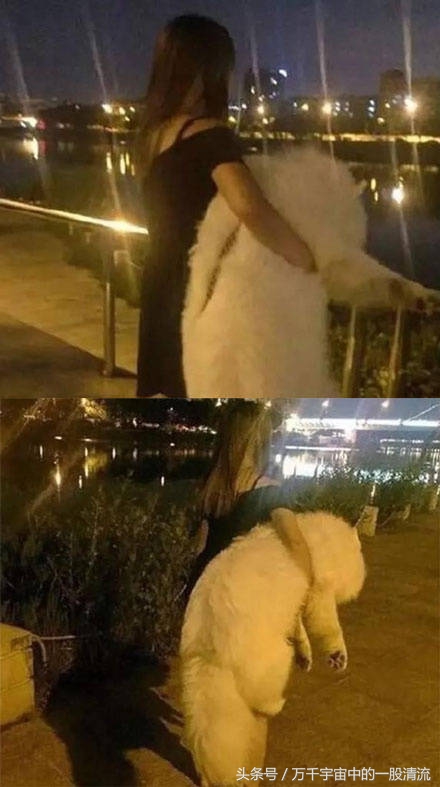 狗狗不愿意回家,狗狗出去遛不愿意回家