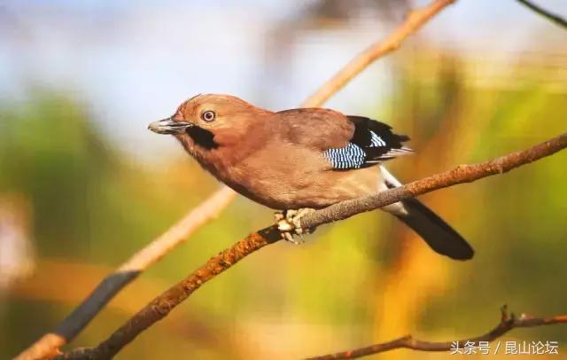 直戳心窝！打死也离不开昆山的30个理由，看了哪也不想去了