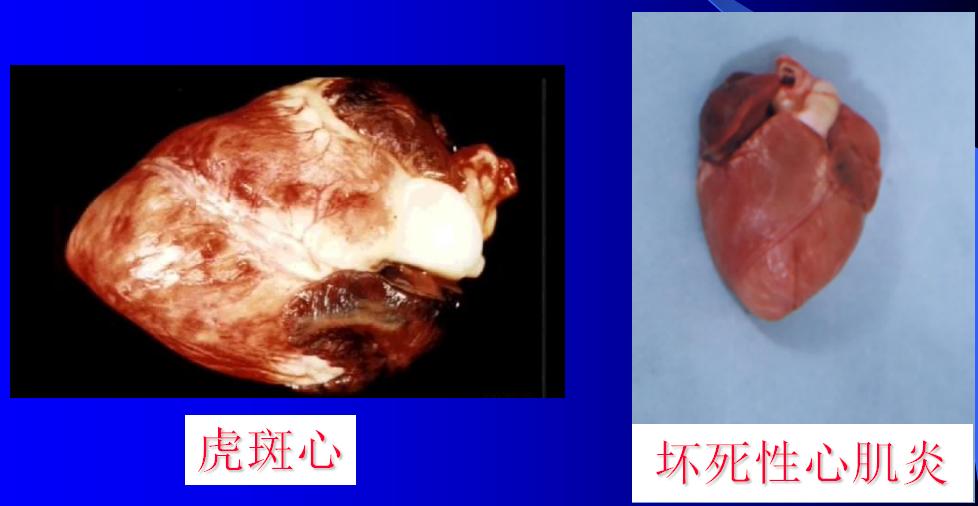 如何预防口蹄疫烂蹄子,口蹄疫防治知识问答