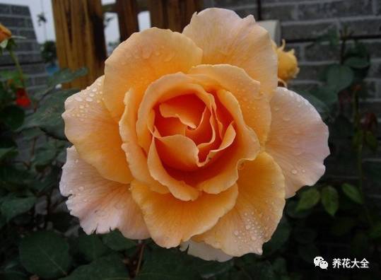 最美的十款月季品种推荐 (十种绝美的月季)