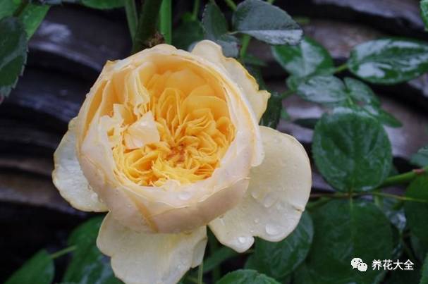 最美的十款月季品种推荐 (十种绝美的月季)