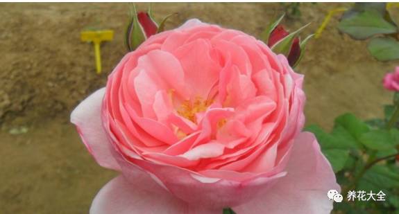 最美的十款月季品种推荐 (十种绝美的月季)