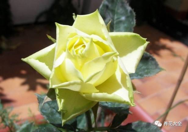 最美的十款月季品种推荐 (十种绝美的月季)