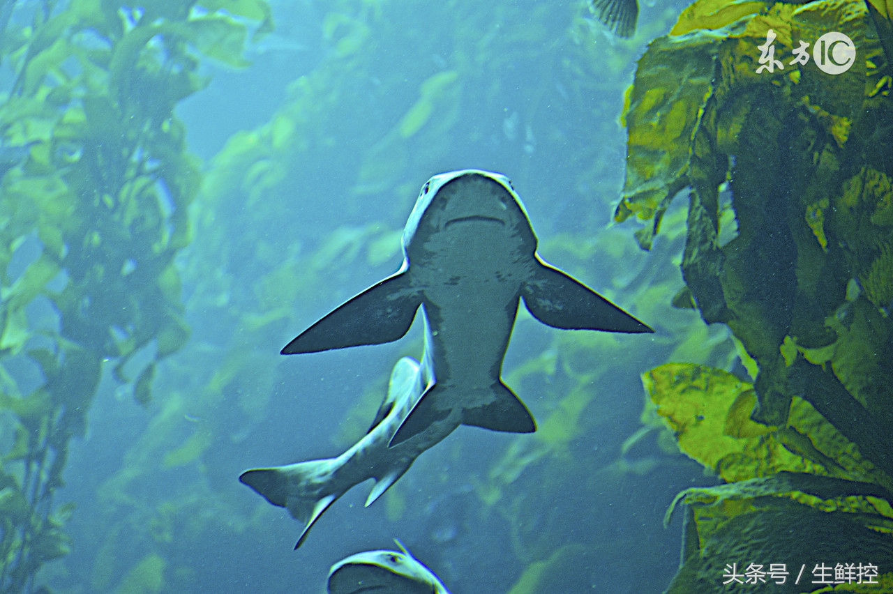 禁止吃鱼翅!告诉你9个关于鲨鱼翅贸易的真相