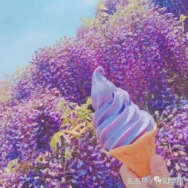 送走了樱花,去日本最梦幻公园吃紫藤花冰激凌吧