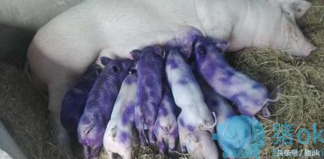 猪病治疗：小小紫药水，能治大猪病