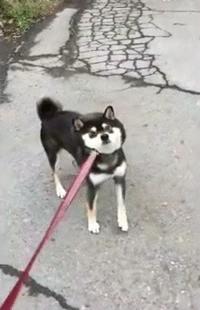 狗狗不愿意回家,狗狗出去遛不愿意回家