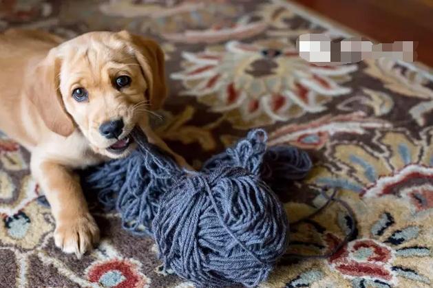 狗狗绝对不能吃的有哪些东西,宠物狗狗不能吃哪些东西