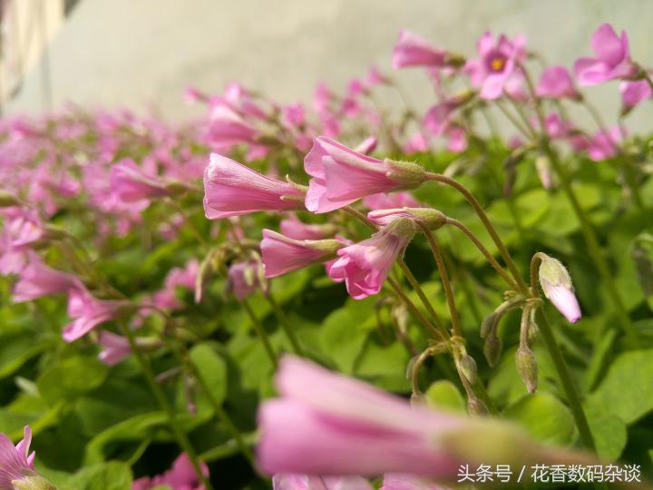 努比亚z17mini专业评测,努比亚z17mini测评最新