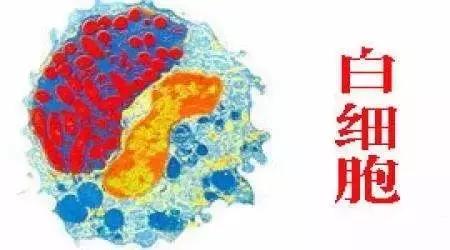 化疗期间白细胞3.68偏低严重吗,肺癌晚期化疗后白细胞偏低怎么办