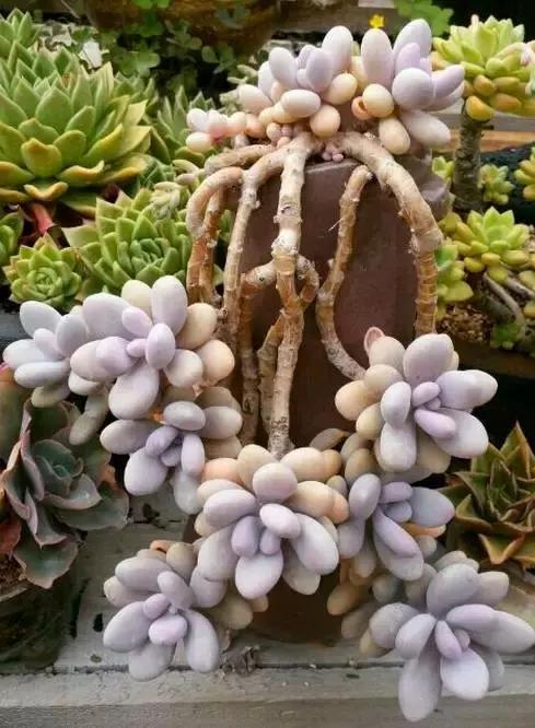 高价多肉老桩也能造假，1年当5年卖！