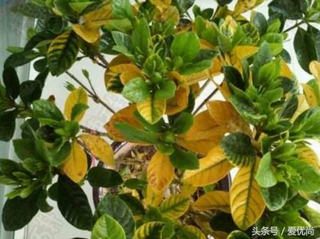 栀子花叶子发黄干枯是怎么回事,栀子花移栽后叶子蔫发黄怎么办