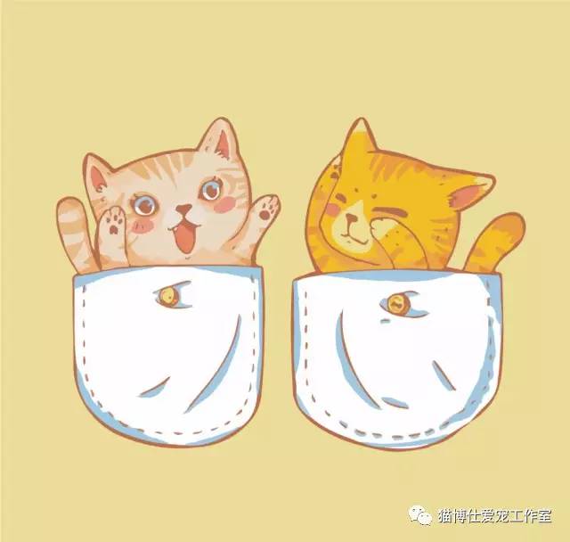 怎么看猫咪有没有猫藓啊,你的猫咪有什么坏习惯