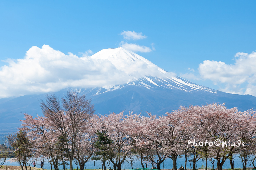 澳门航空空姐游东京 富士山下遇见最美的樱花