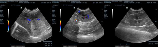 母猫乳腺肿块怎么治疗好,乳腺肿瘤最新研究结果
