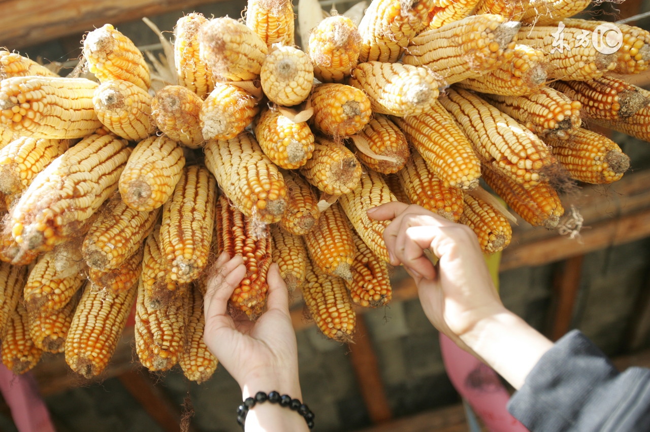 关注！5.08最新玉米接货价格公布！每日必看！