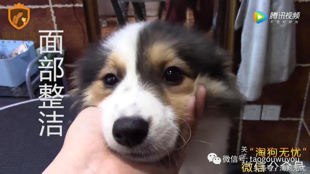 狗狗出售成本多少,狗狗卖出去注意事项