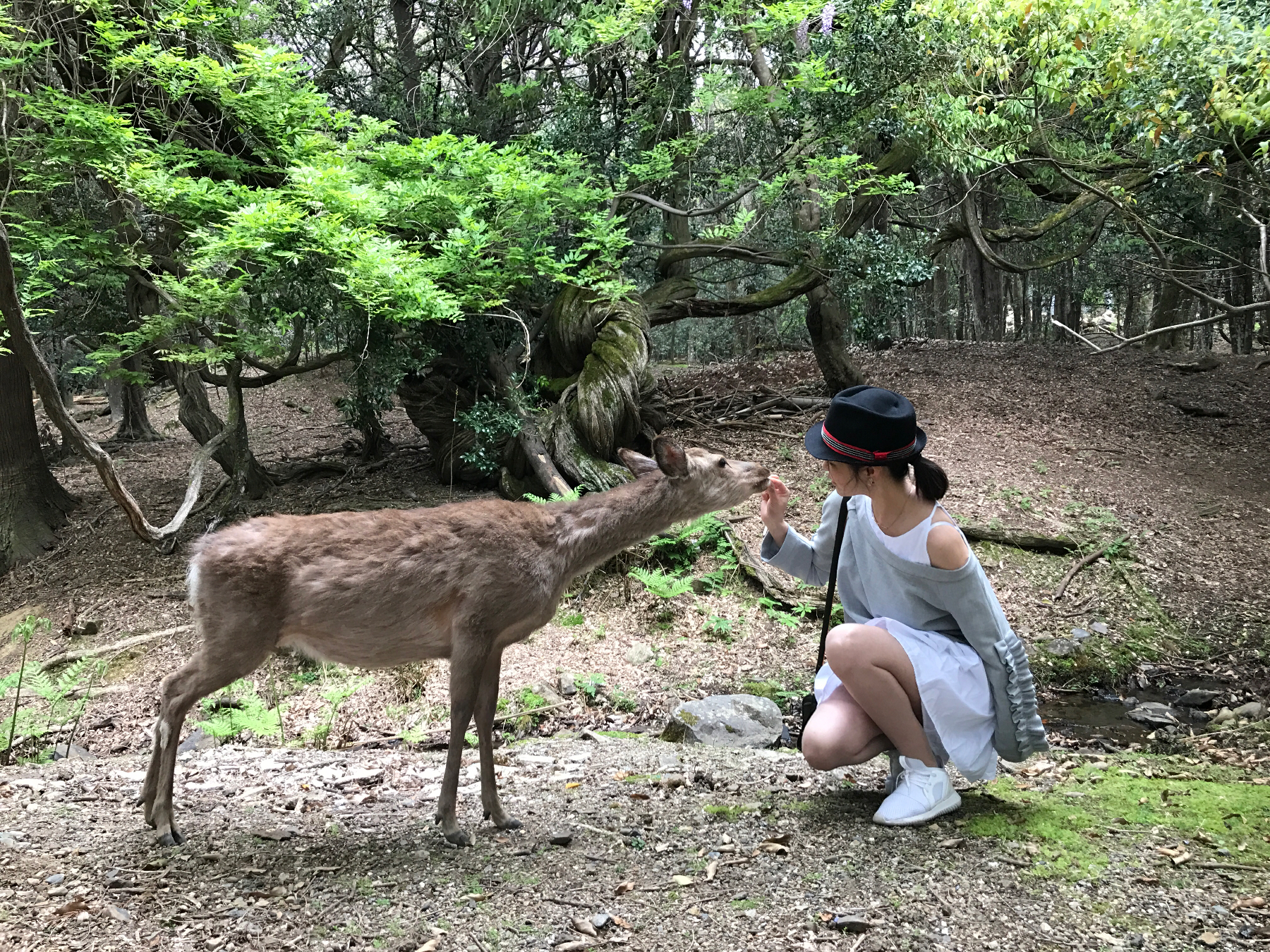 澳门航空空姐游东京 富士山下遇见最美的樱花