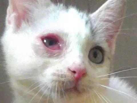 猫咪得了猫鼻支在家吃什么药,猫咪得了猫鼻支用什么药最好