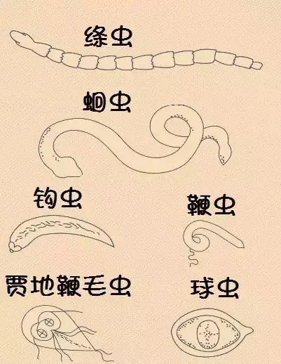 狗狗便血又臭又稀,狗狗便血吃了药还便血怎么办