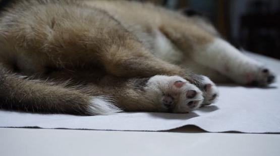 萨摩耶串田园犬长大后是什么样子,萨摩耶串中华田园犬