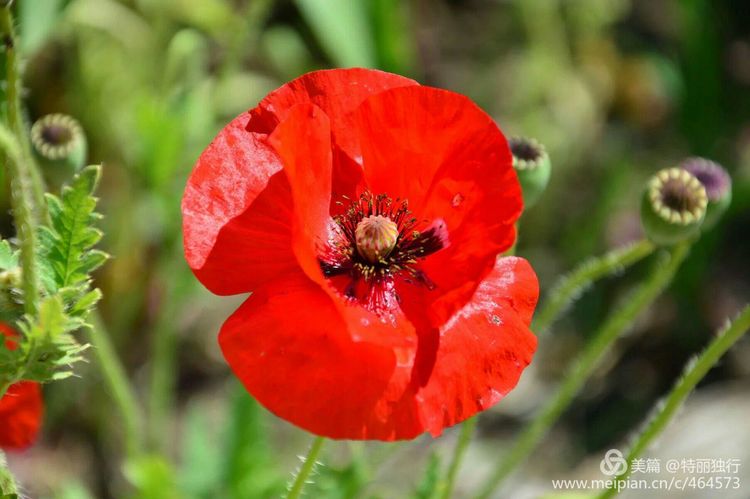 走过四季夏天最美,走过春夏美丽的秋冬