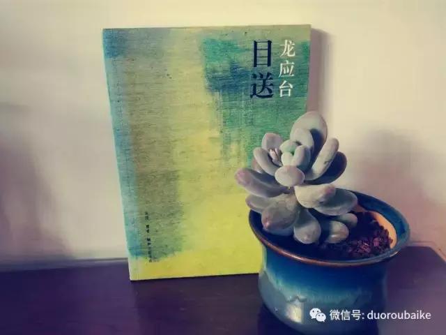 原来多肉与书更配哦！文艺范走起！