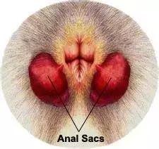 狗狗便血一般是什么原因,狗狗便血是感染哪种寄生虫