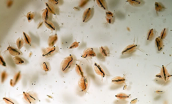 几种常见的饵料,常见的鱼虾蟹的饵料是什么