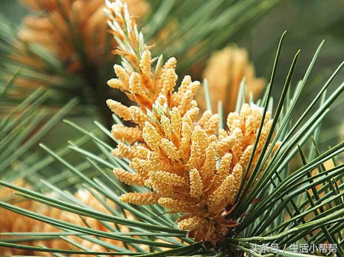 苏州美食松花团子,立夏时令松花团子