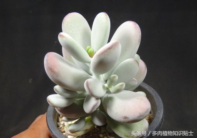 这六种多肉便宜又好养，快来在阳台养出来吧