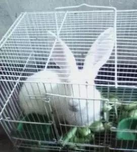 宠物在床上拉屎怎么清理,宠物粪便干在地板上怎么办